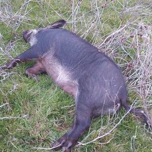 Meet your Posher, Traie